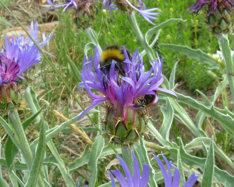 Centaurea: 4 specie
